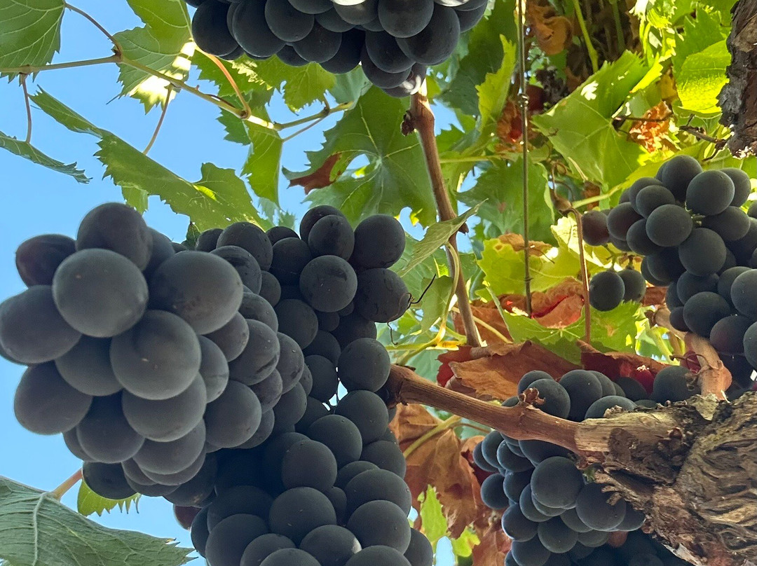 Cantina Masicei-Brattiro必去景点