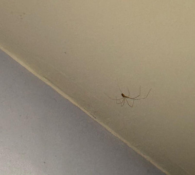 Hotel Gaestehaus Hochmann主图