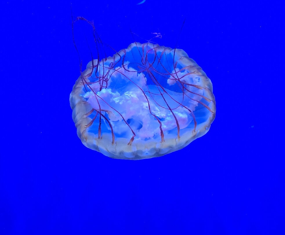 Newport Aquarium-Newport必去景点