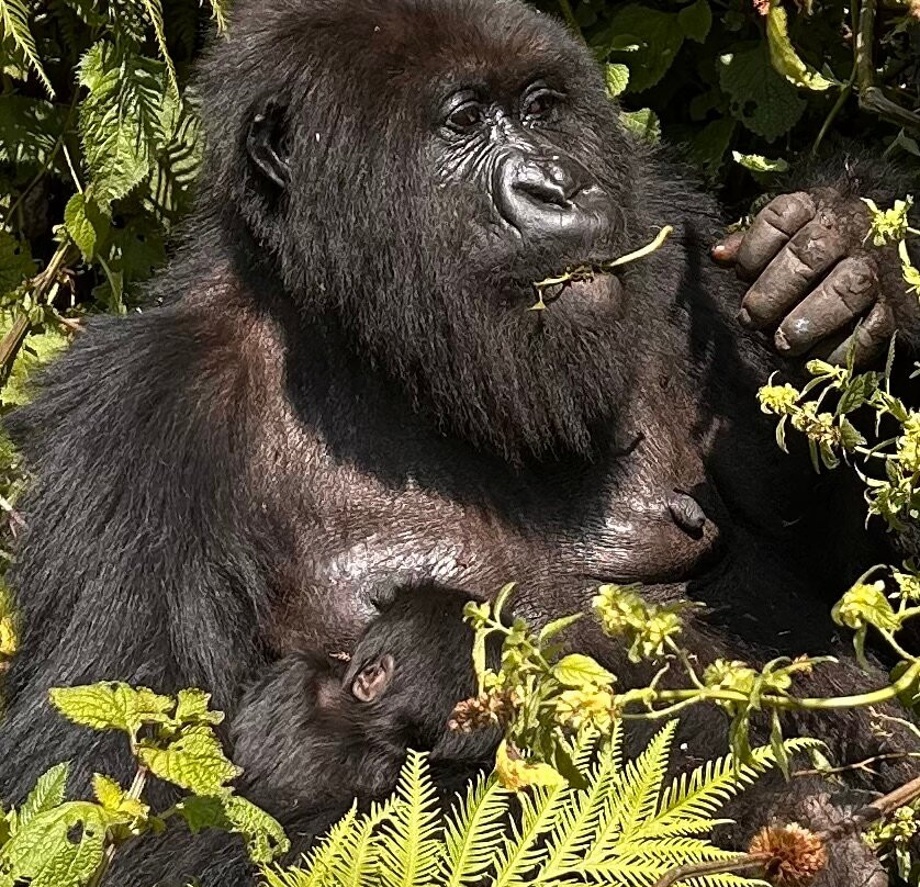 Lets Go Tours Rwanda-吉佳利必去景点