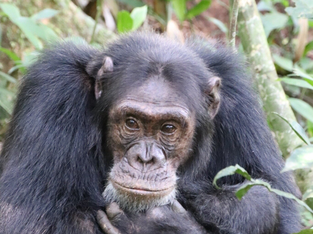 African Jungle Adventures -  Day Tours-吉佳利必去景点