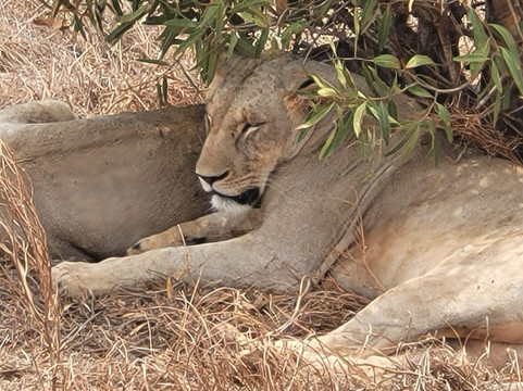 Bush Adventure - your safari partner-内罗毕必去景点