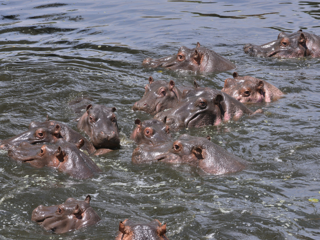 Mara Naboisho Conservancy-纳罗克必去景点