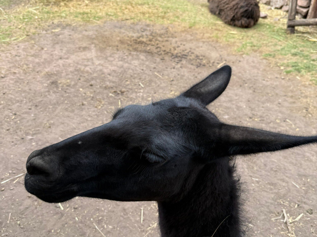 Awana Kancha-库斯科必去景点