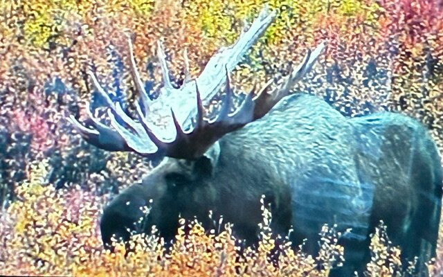 Tundra Wilderness Tour-Denali Park必去景点
