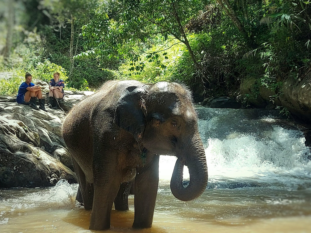 Blue Daily Elephant Care Sanctuary-清迈必去景点