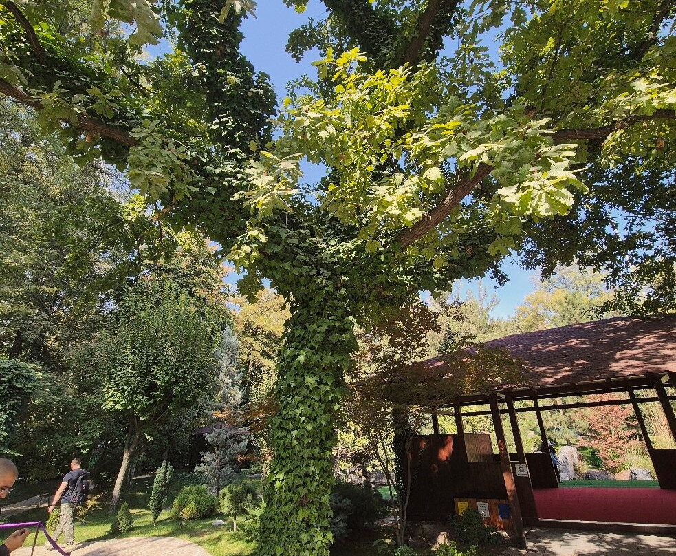 Japanese Garden-塔什干必去景点