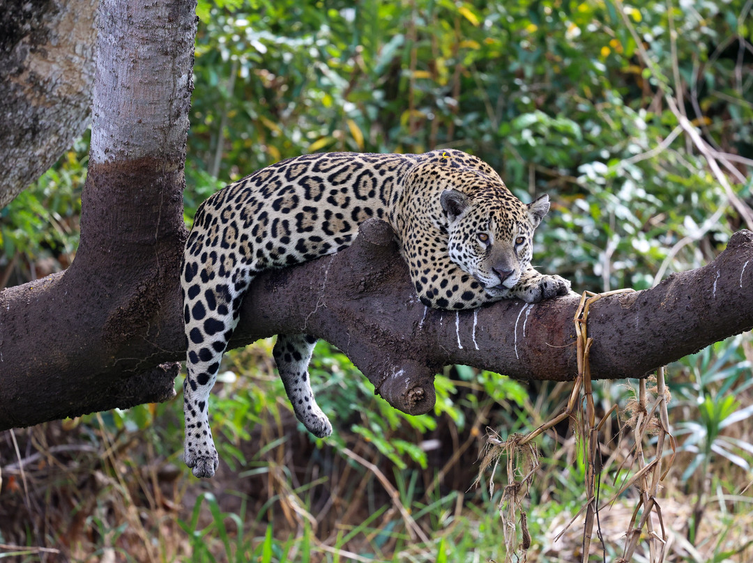 Pantanal Jaguar Safaris-Chapada dos Guimaraes必去景点