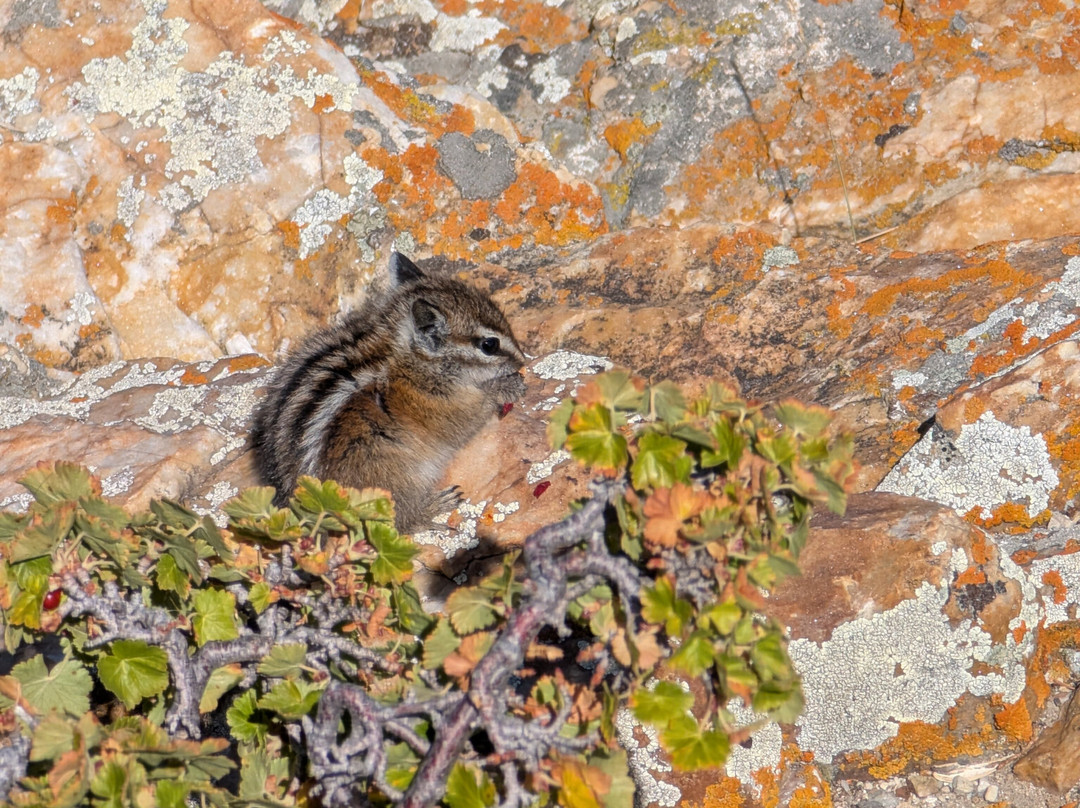 Dead Indian Summit Overlook-科迪必去景点