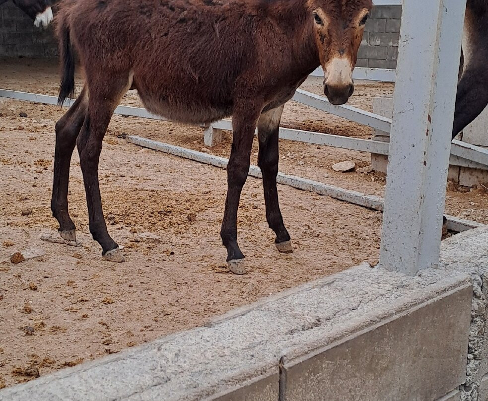 Golden Donkeys Farm-Skarinou必去景点