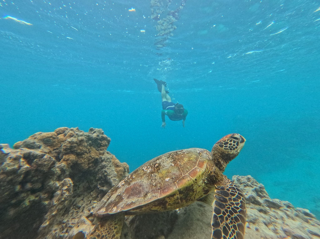 Kali & Kato's Rarotonga Turtle Tours-Takitumu District必去景点