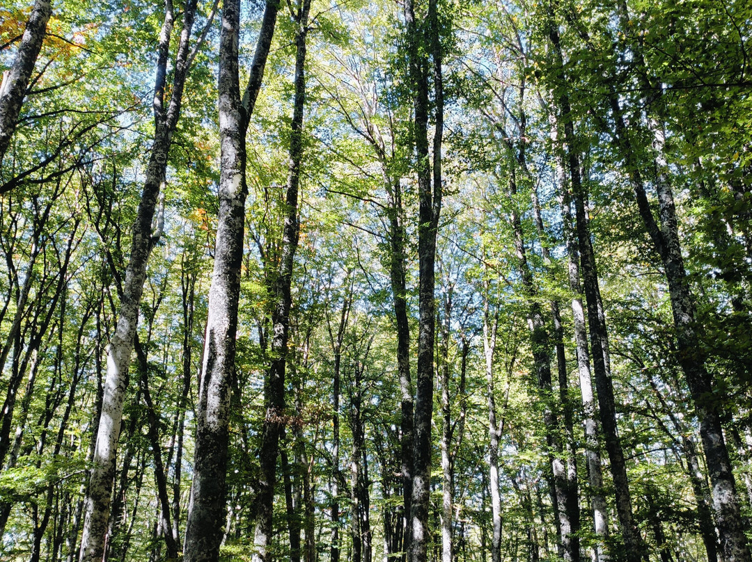 Bosco La Costara di Sasso di Castalda-Sasso di Castalda必去景点