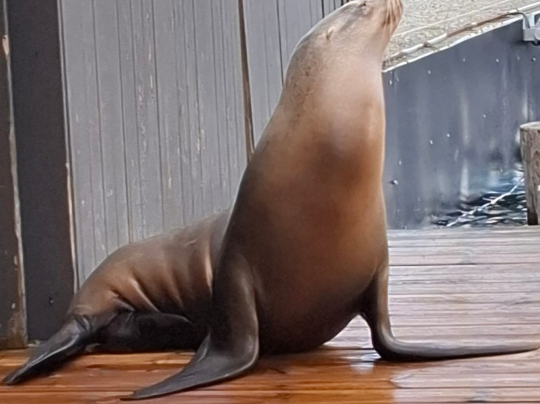 Bergen Aquarium-卑尔根必去景点