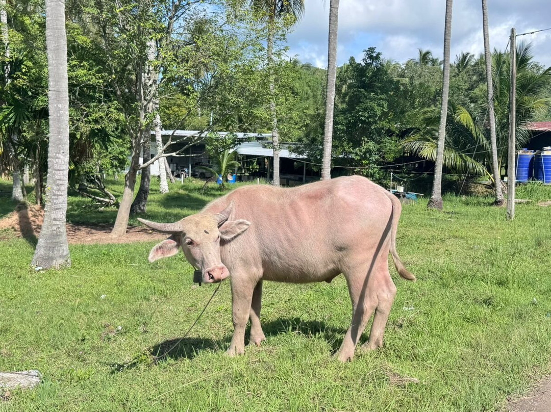 Our Magical Thailand-阁耀亚伊岛必去景点