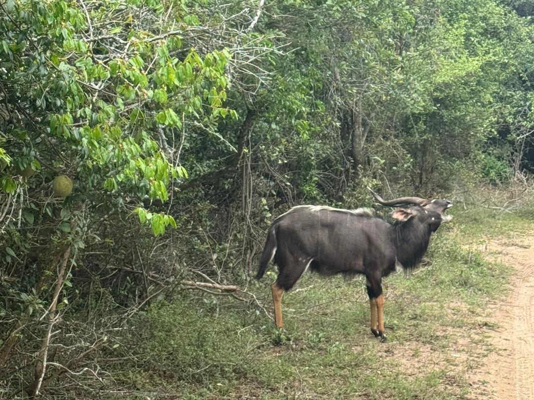Falaza Game Park & Spa主图