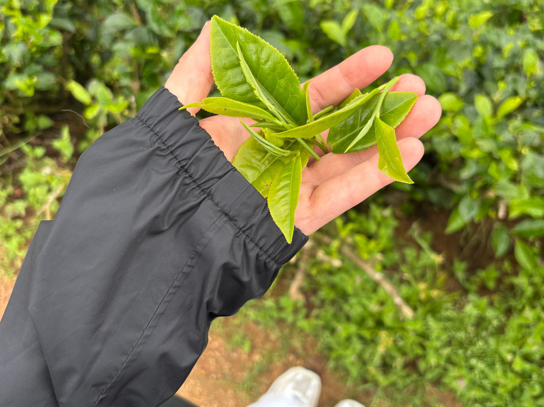 Explore More Travels & Tours-奴娃拉伊利雅必去景点