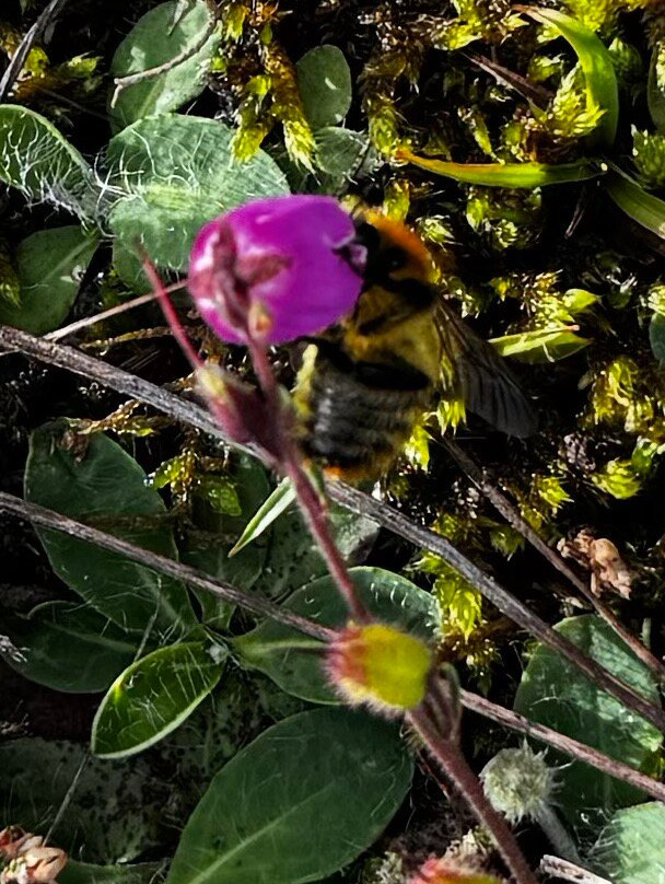 Castro de Viladonga-卢戈省必去景点