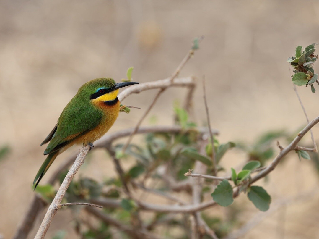 Roy Safaris-阿鲁沙必去景点