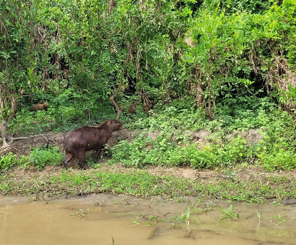 CHUCHINI Amazon Wildlife Reserve & Eco Lodge-Trinidad必去景点