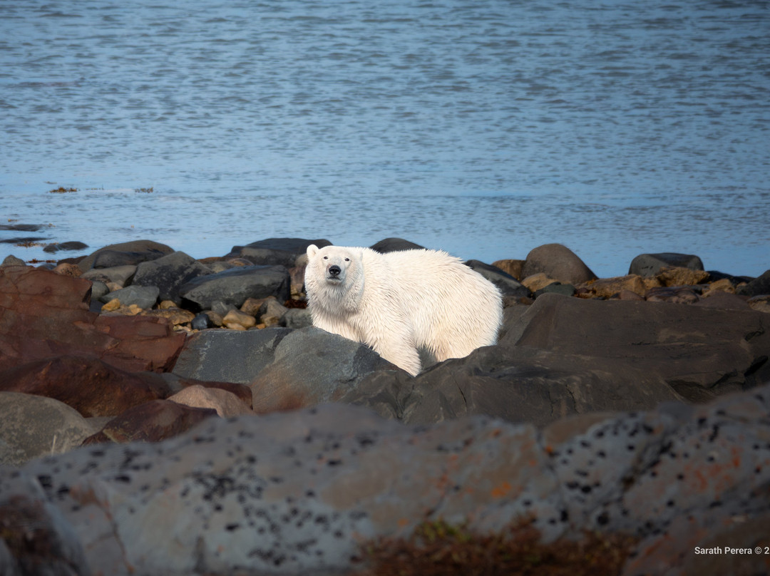 Discover Churchill Tours-丘吉尔必去景点