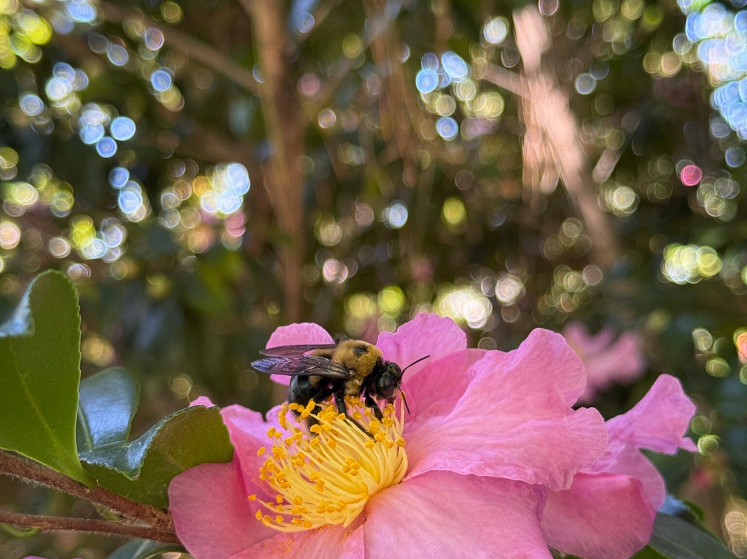 WRAL Azalea Garden-罗利必去景点