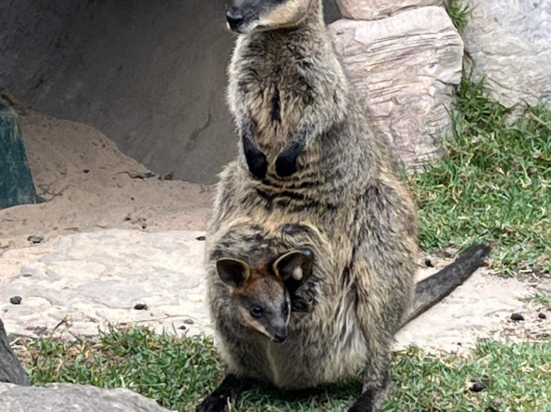 Sydney Zoo-布莱克敦必去景点