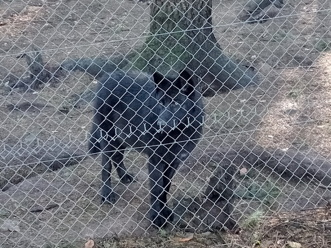 Loups de Chabrières-Gueret必去景点
