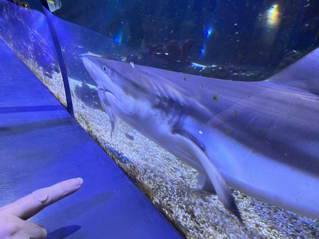 Hastings Aquarium-海斯廷斯必去景点