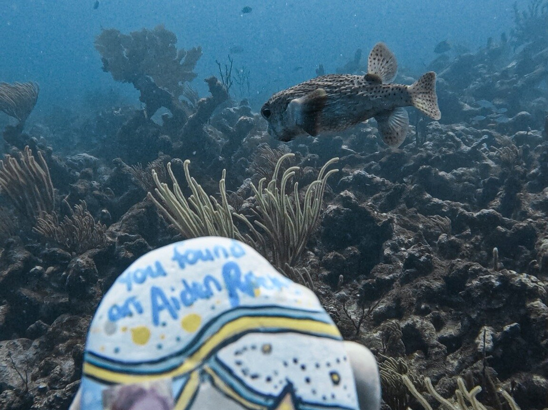 Paradise Scuba & Snorkeling Center-La Parguera必去景点
