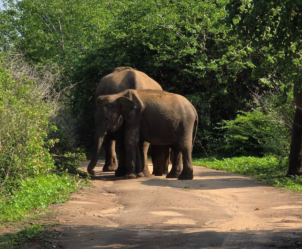 Udawalawe Safari Tours-乌达瓦拉维国家公园必去景点