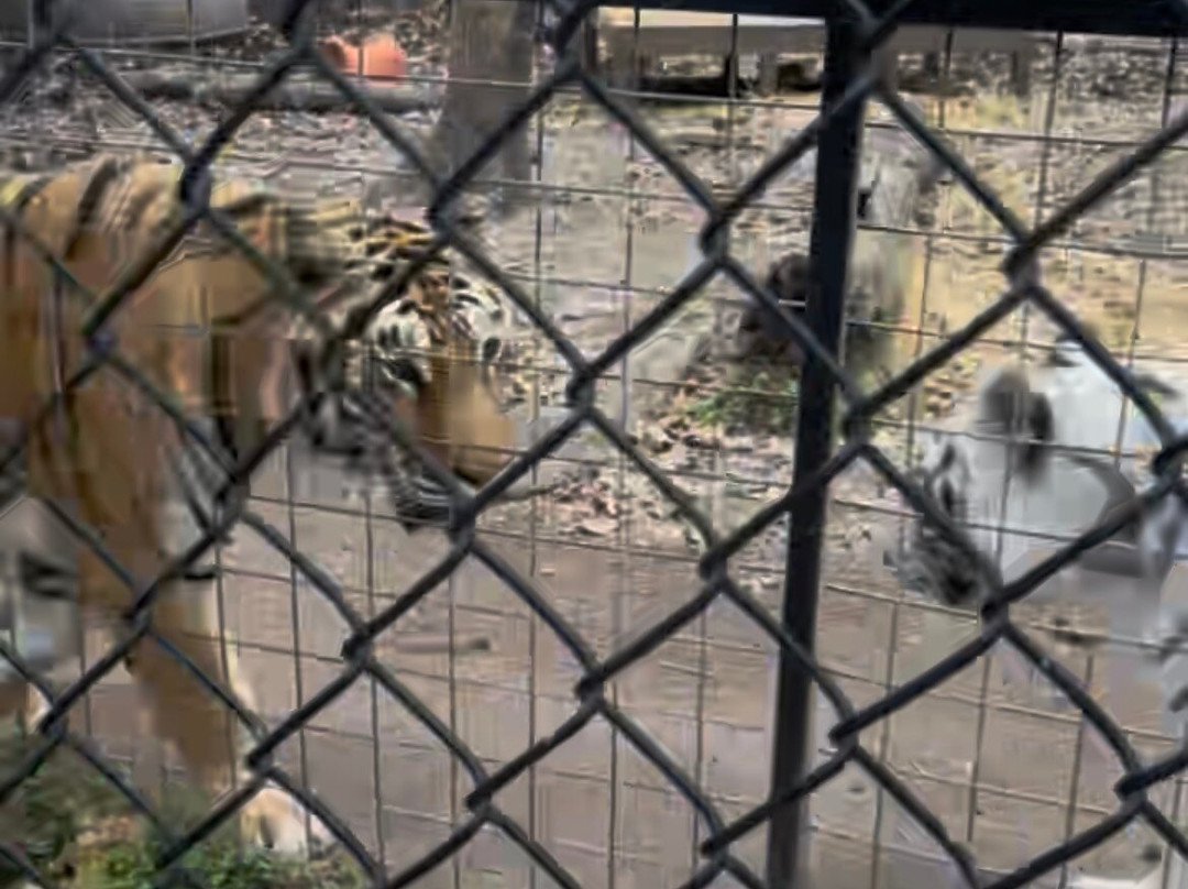 Wild Animal Adventure-斯坦顿必去景点