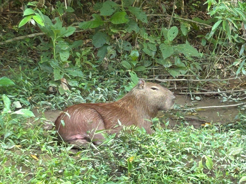 Tambopata Ecolodge主图