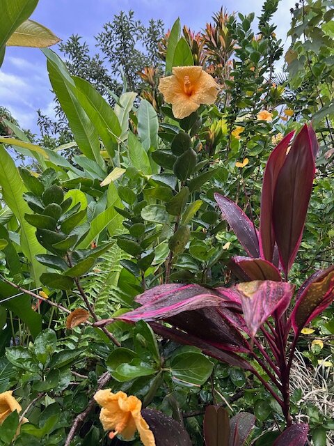 Levuka Homestay-浴室