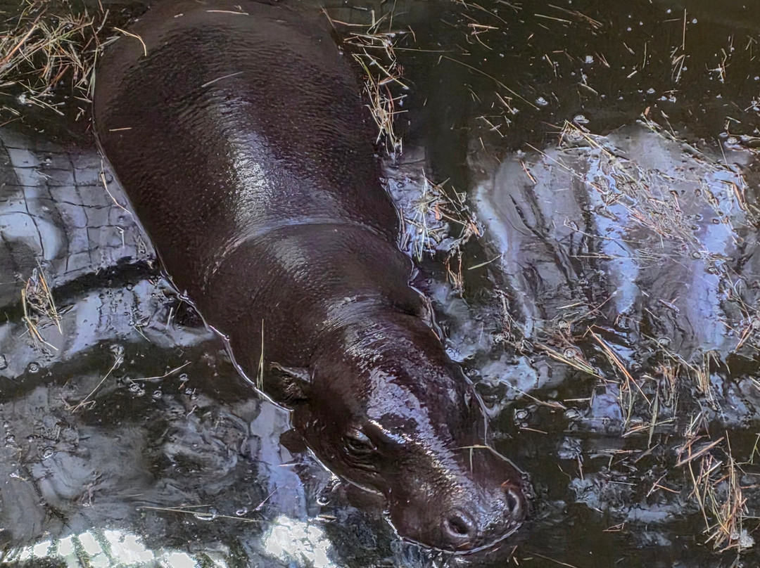 Marwell Zoo-温彻斯特必去景点