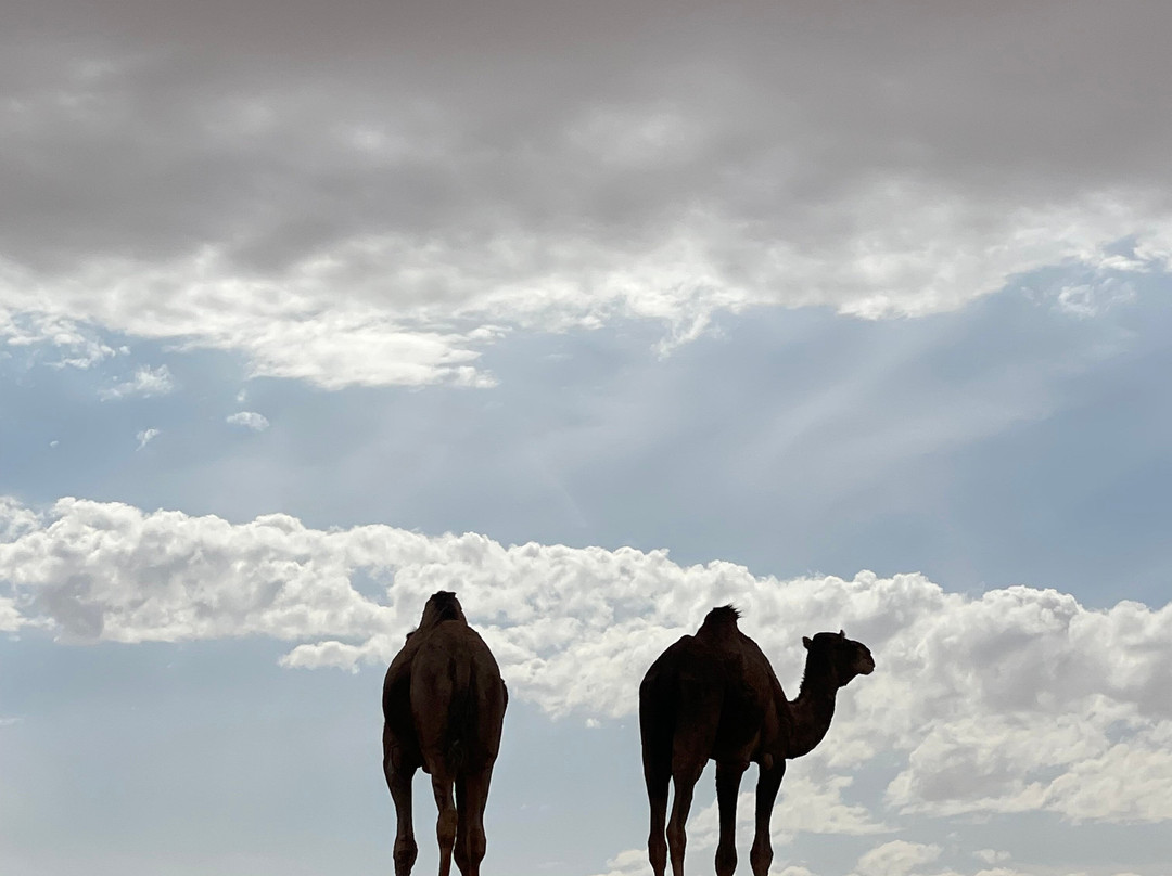 Racines du Désert-迈哈米德必去景点
