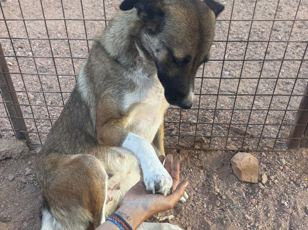 Al Rabee Society For Nature And Animal Protection-亚喀巴必去景点