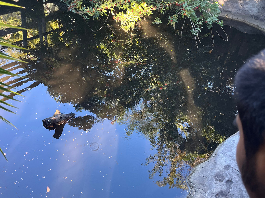 Croc Encounters-坦帕必去景点