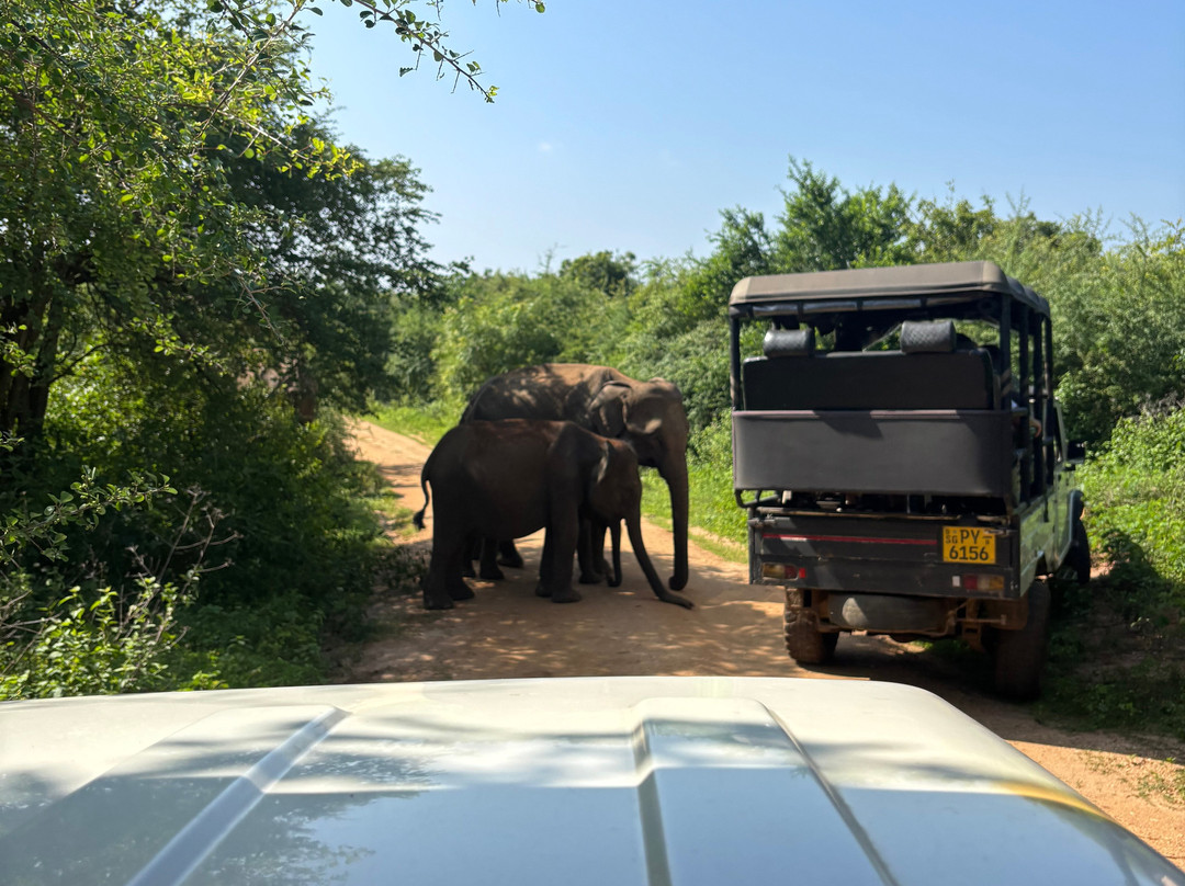 Kavisha Safari Service Udawalawa-乌达瓦拉瓦必去景点