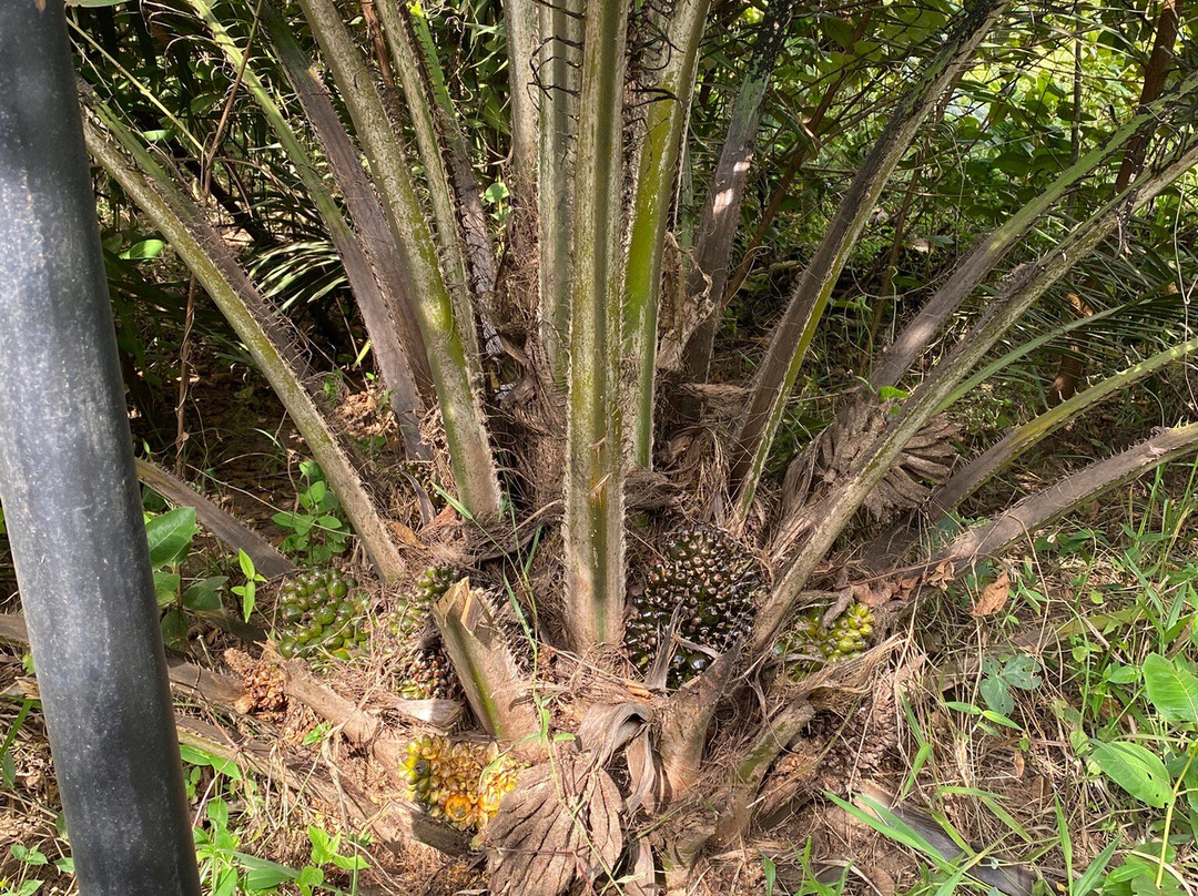 Nyandungu Eco-Park-吉佳利必去景点