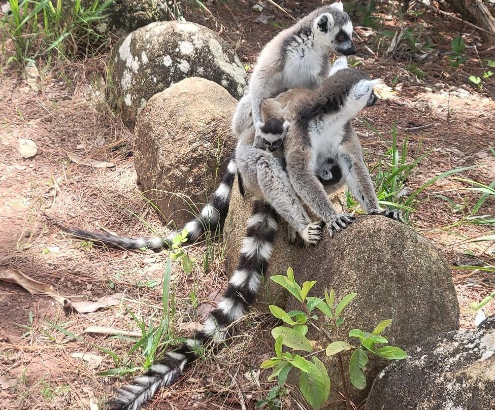 狐猴公园-安塔那那利佛必去景点