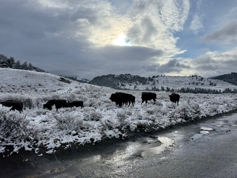 Yellowstone Adventure Tours-西黄石镇必去景点