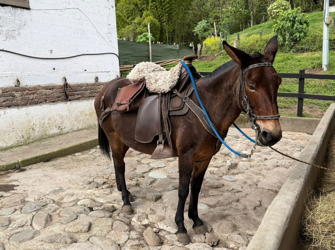 LA JUANA COLOMBIA-Neira必去景点