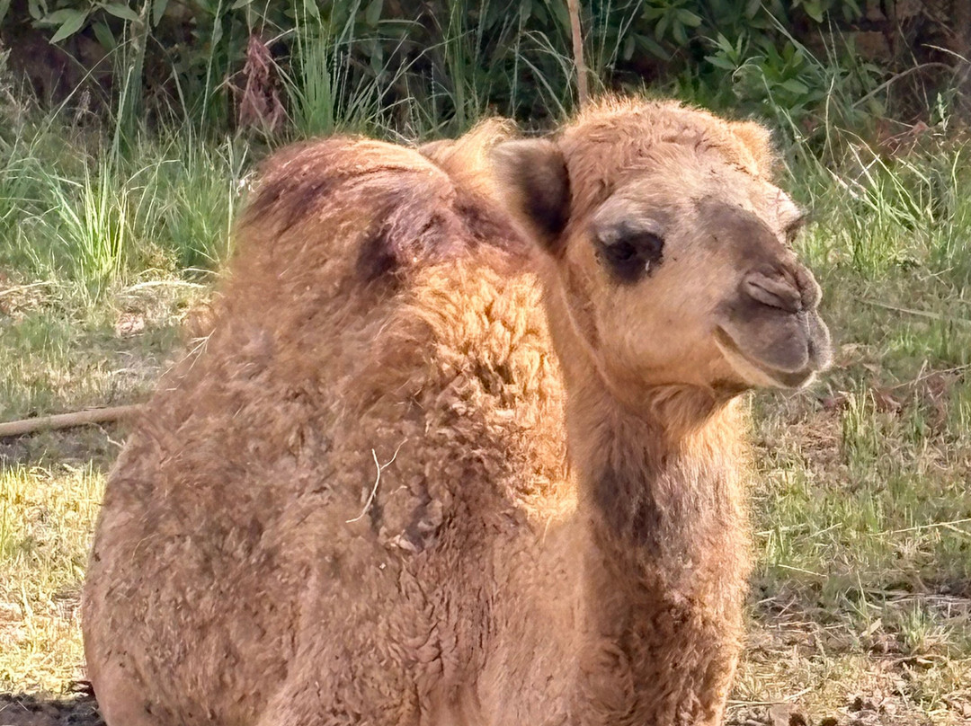 white desert travel-Bahariya Oasis必去景点