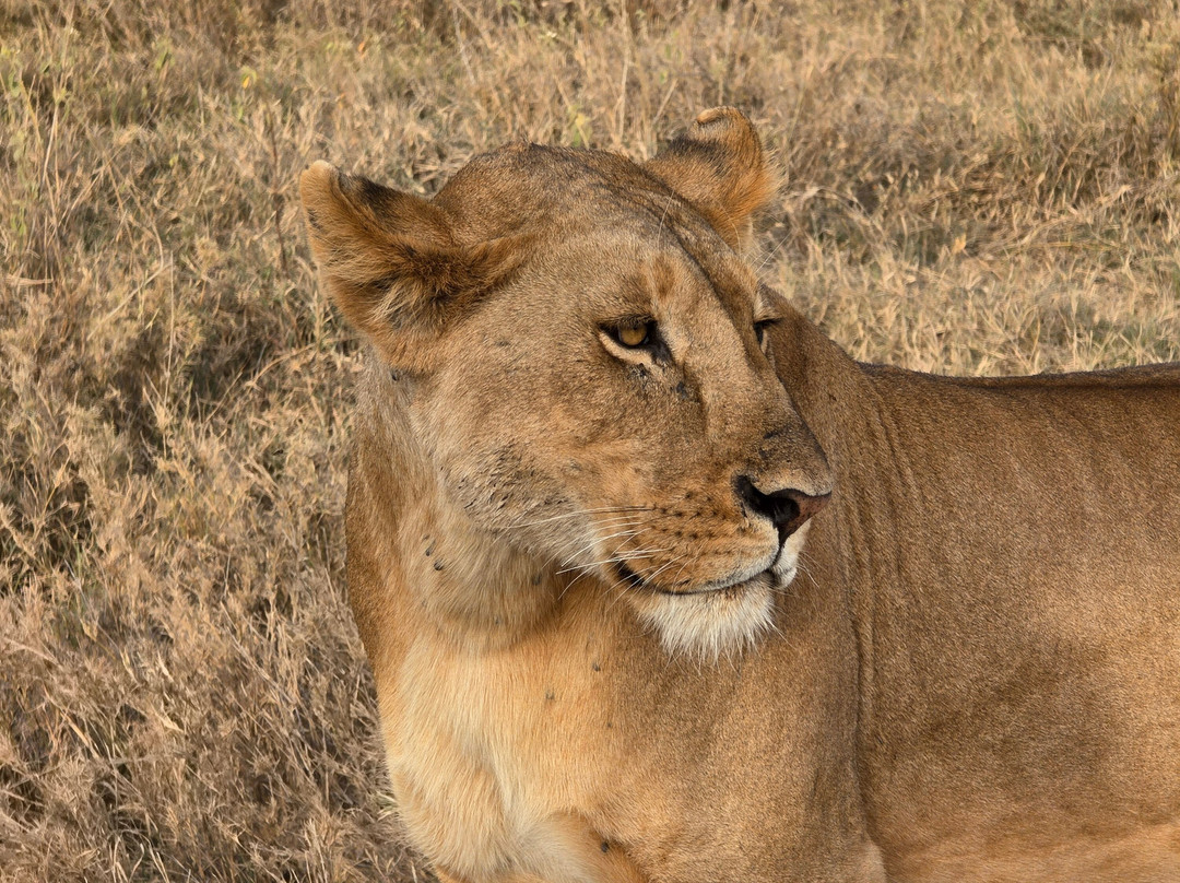 Unlimited Expeditions - The Soul Of Tanzania-阿鲁沙必去景点
