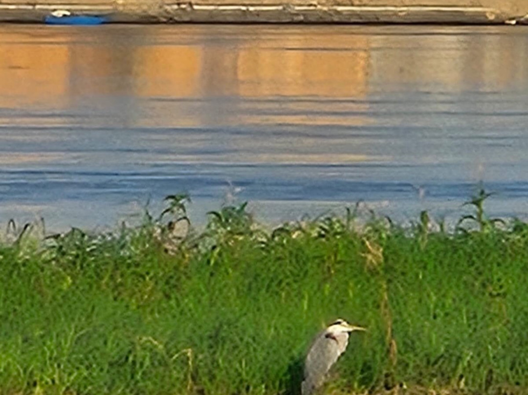 La Toupie Voyageuse-里昂必去景点