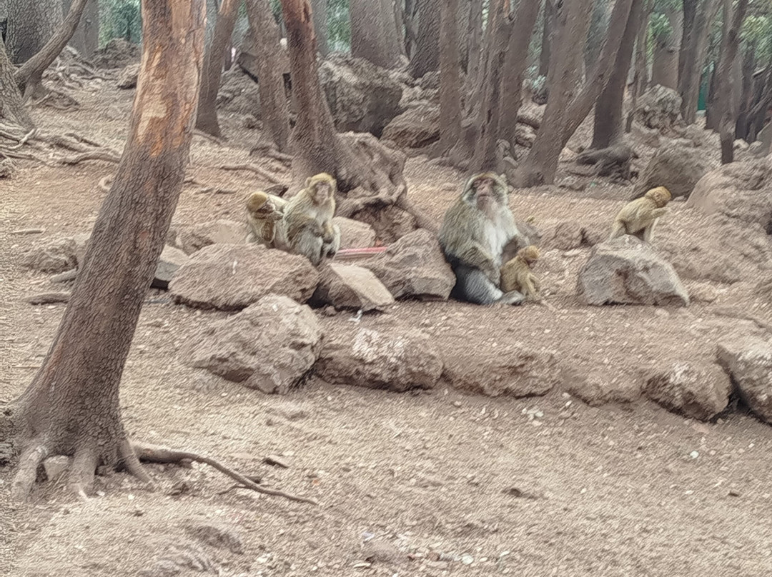 Azrou Cedar Forest-Azrou必去景点