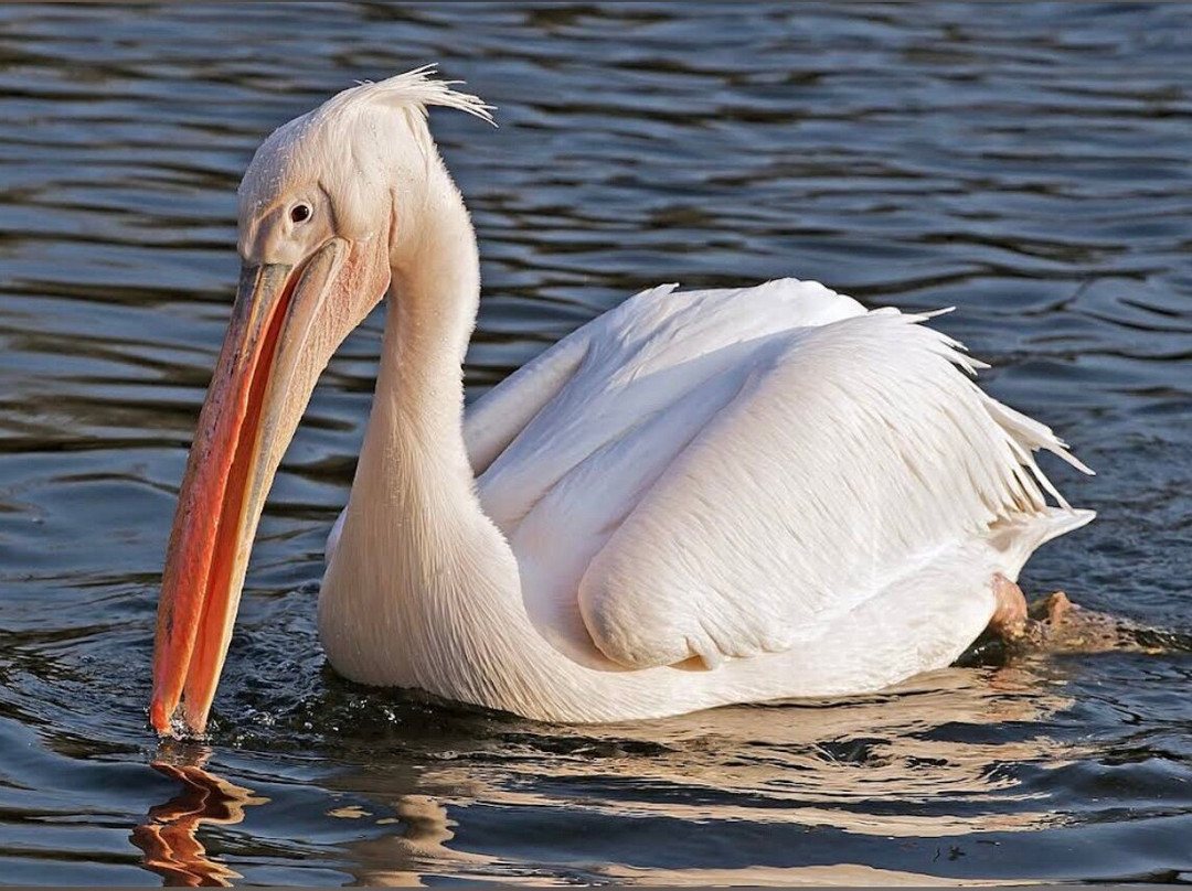Kalametiya Lagoon Bird Sanctuary & Wetland Park-唐卡拉必去景点