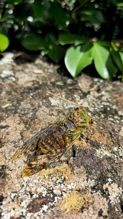 The Bat Hospital Visitor Centre- 阿瑟顿必去景点