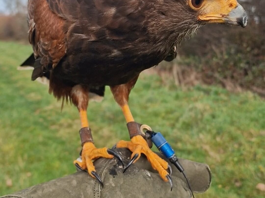 Battlefield Bird of Prey Centre-什鲁斯伯里必去景点