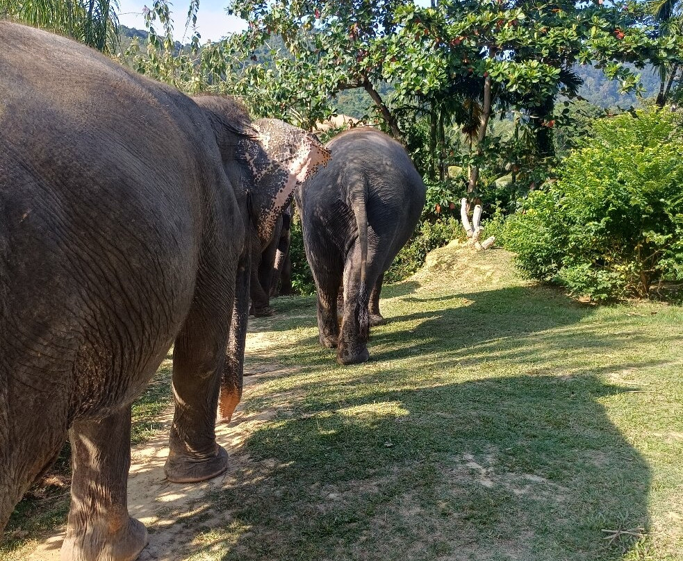 Lanta Island Safari - Elephant Lover-Khlong Hin必去景点
